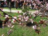 Prunus cerasifera разновидность pissardii. Часть ветви с цветками. Крым, г. Ялта, в культуре. 9 апреля 2012 г.