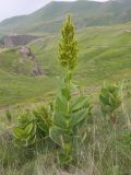 Veratrum lobelianum