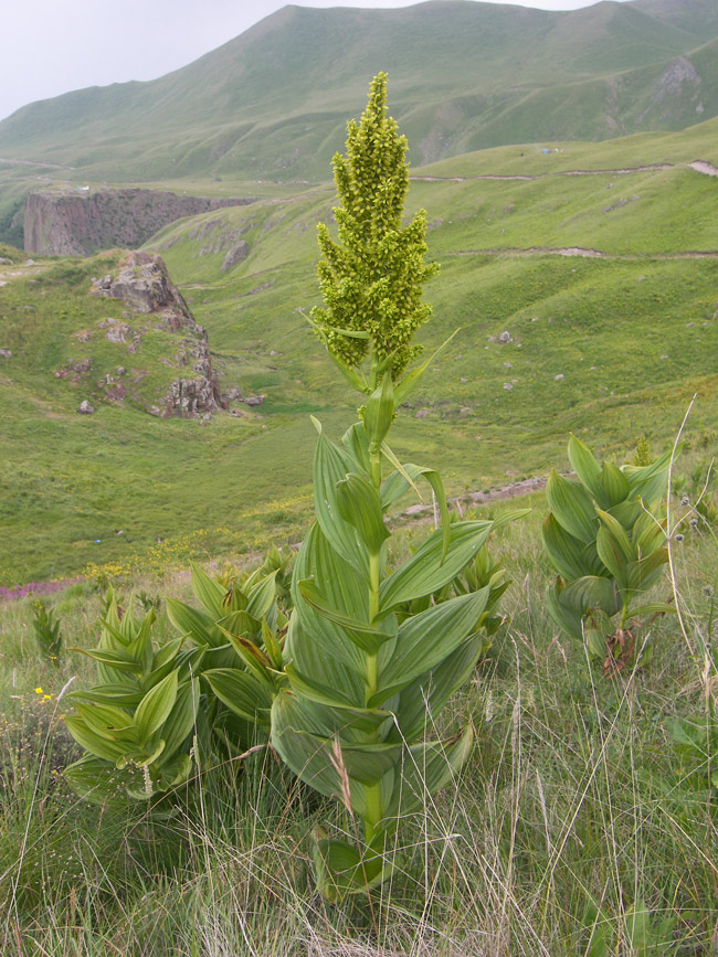 Изображение особи Veratrum lobelianum.