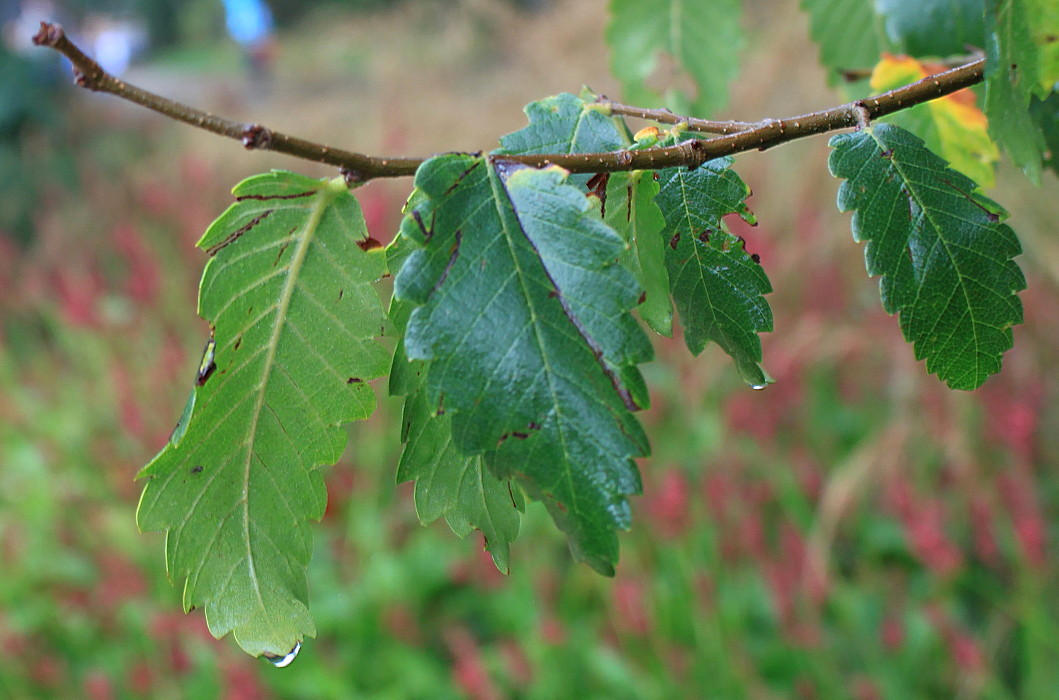 Изображение особи Zelkova carpinifolia.