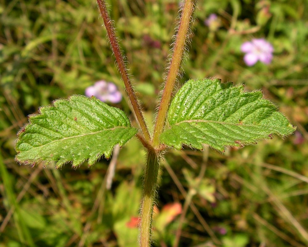 Изображение особи Clinopodium chinense.