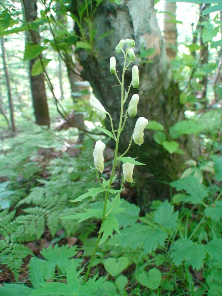 Изображение особи Aconitum umbrosum.