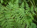 род Pteridium