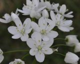 Allium neapolitanum