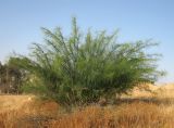 Parkinsonia aculeata. Цветущее растение. Израиль, г. Беэр-Шева, рудеральное местообитание. 04.05.2013.