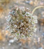 Allium pallens. Отцветающее соцветие. Израиль, г. Беэр-Шева, рудеральное местообитание. 10.05.2013.