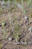 Allium margaritae