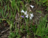 Campanula sibirica. Цветущее растение (белоцветковая форма) на лугу. Иркутская обл., Иркутский р-н, левый берег р. Иркут. 13.07.2013.