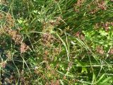 Juncus compressus. Верхушки плодоносящих растений. Кемеровская обл., г. Прокопьевск. 07.07.2014.