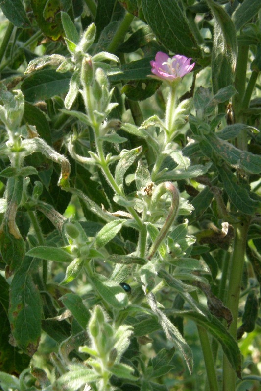 Изображение особи Epilobium villosum.