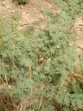 Lagonychium farctum. Плодоносящее растение в глинистой полупустыне. Иран, пров. Хузестан, окрестности г. Шуш. Конец июля 2005 г.