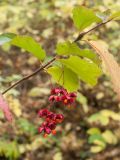 Euonymus latifolius