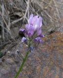 Astragalus captiosus