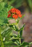 Lychnis chalcedonica