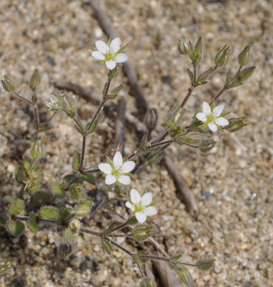 Изображение особи Arenaria serpyllifolia.