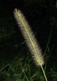 Setaria pumila