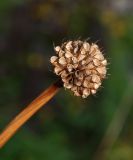 Trollius asiaticus