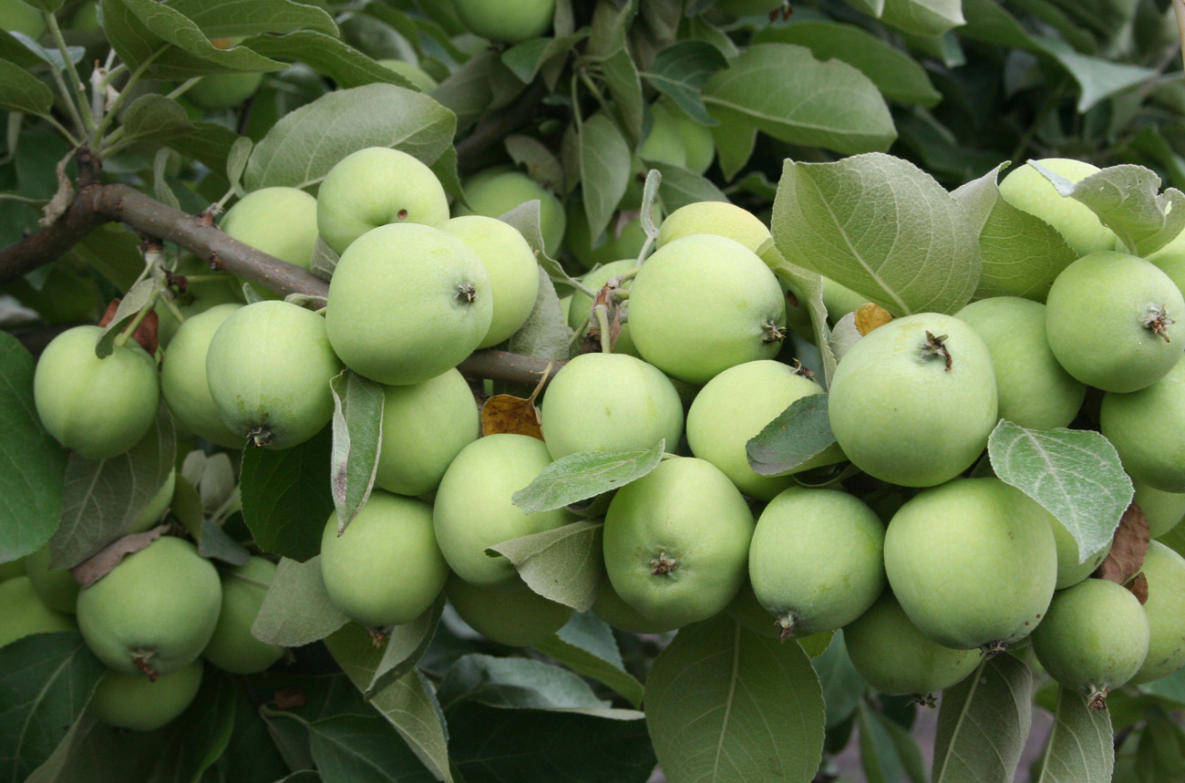 Изображение особи Malus domestica.