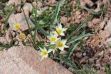 Tulipa bifloriformis