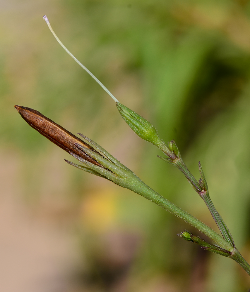 Изображение особи Ruellia simplex.