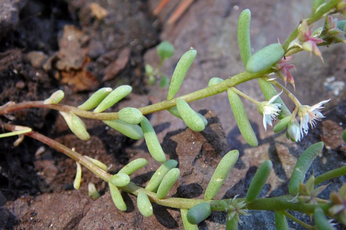 Изображение особи Sedum hispanicum.