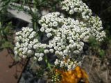 род Achillea