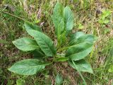 Solidago virgaurea. Вегетирующие растения. Беларусь, Минский р-н, остановочный пункт Зелёное, луг между лесом и частным сектором. 22.05.2016.