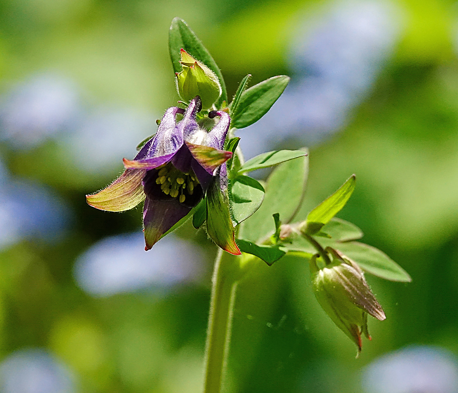 Изображение особи Aquilegia vulgaris.