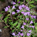 Thymus japonicus. Часть цветущего растения (Thymus inaequalis Klokov). Приморский край, Ольгинский р-н, окр. с. Пермское, долина р. Аввакумовка на левом берегу, скала Чёртов Утёс, на скалах. 04.07.2017.