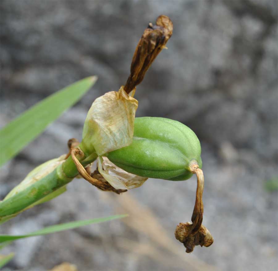 Изображение особи Iris imbricata.