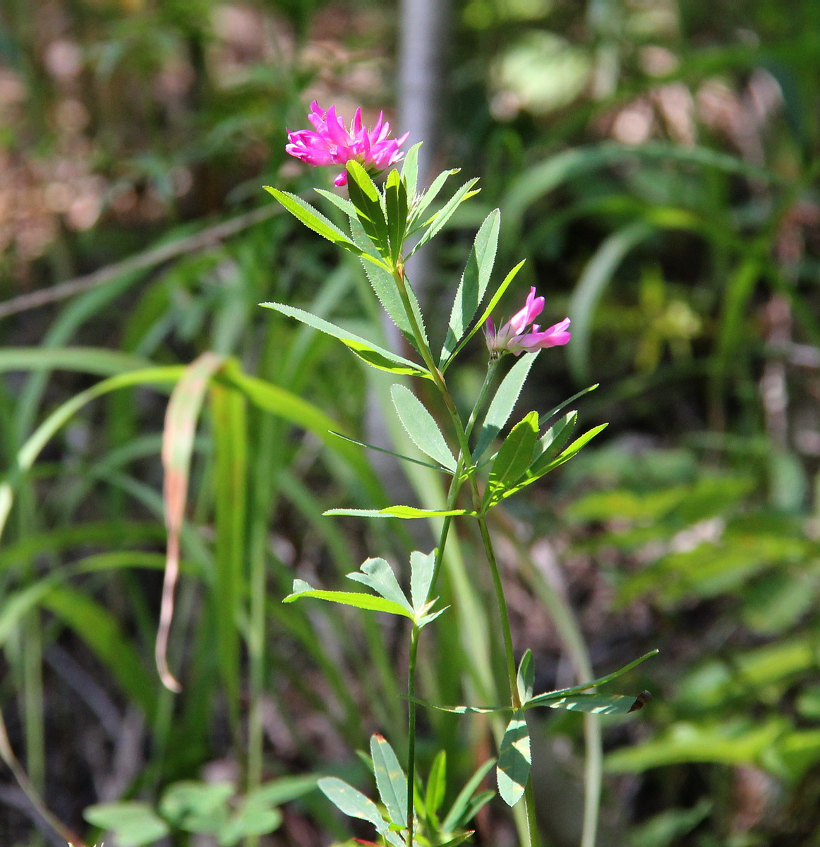 Image of Trifolium lupinaster specimen.