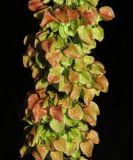 Rumex pseudonatronatus