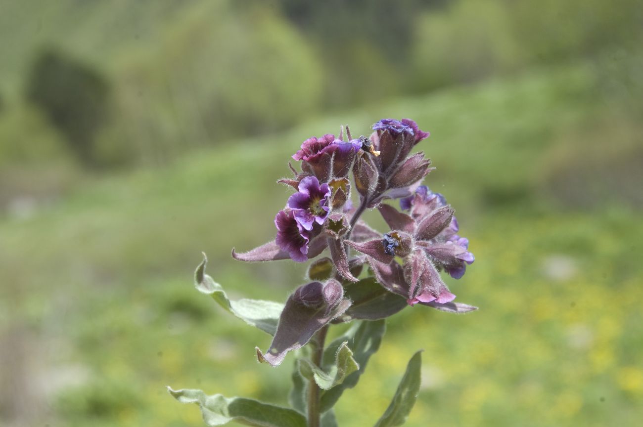 Image of Nonea intermedia specimen.