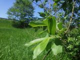 Salix cinerea. Ветвь. Московская обл., Луховицкий р-н, пойма реки Ройка, злаково-разнотравная луговая группировка (восстанавливающийся после повреждения человеком пойменный луг у границы дачного поселка). 28.05.2018.