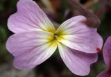 Malcolmia flexuosa