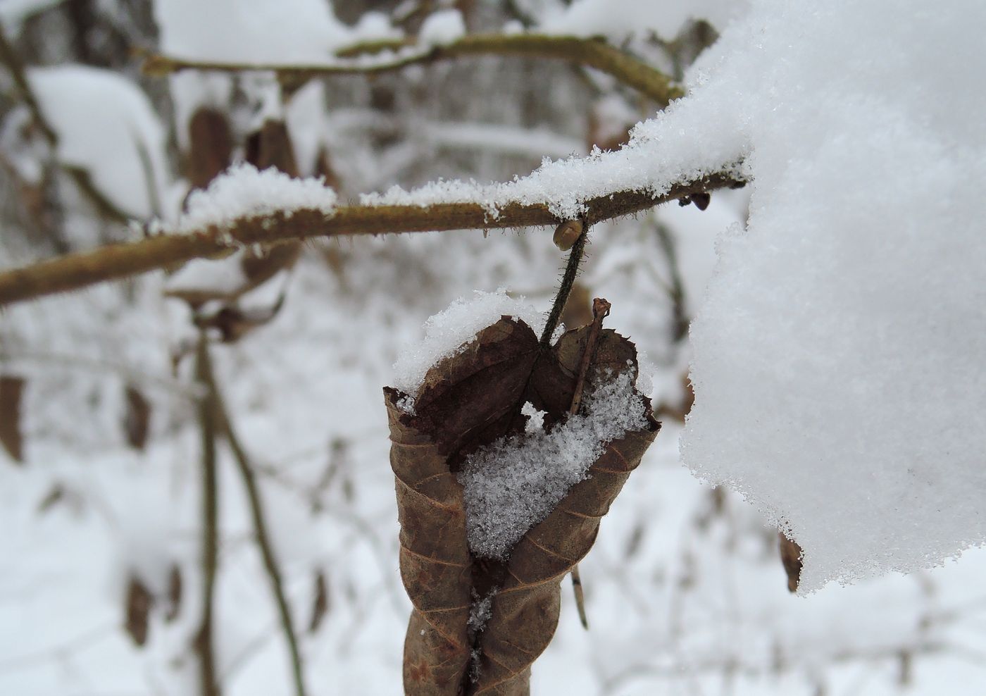 Изображение особи Corylus avellana.