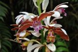 Phaius callosus