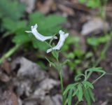 Corydalis angustifolia. Верхушка цветущего растения. Грузия, Боржомский муниципалитет, урочище Гогичаант Геле, смешанный лес. 14.04.2019.