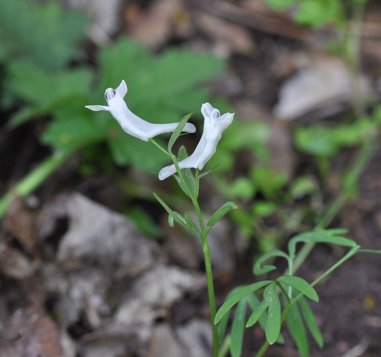 Изображение особи Corydalis angustifolia.