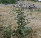 Arctium tomentosum