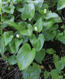 Maianthemum dilatatum