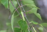 Betula pendula. Часть побега с незрелым соплодием. Калужская обл., Боровский р-н, окр. дер. Чёлохово, лесополоса между сенокосным лугом на старой залежи и полем. 6 июня 2020 г.