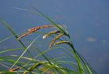 Carex acuta