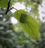 Malus prunifolia. Лист (абаксиальная поверхность). Санкт-Петербург, Ботанический сад БИН РАН, дендрарий. 09.09.2020.