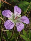 Geranium wlassovianum. Цветок. Магаданская обл., Ольский р-н, Клепкинская трасса, бассейн р. Танон, Танонская тундра, небольшое возвышение. 21.08.2021.