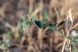 Heliotropium hirsutissimum