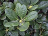 Rhododendron forrestii