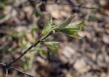 Lonicera xylosteum