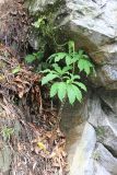 Arisaema tortuosum