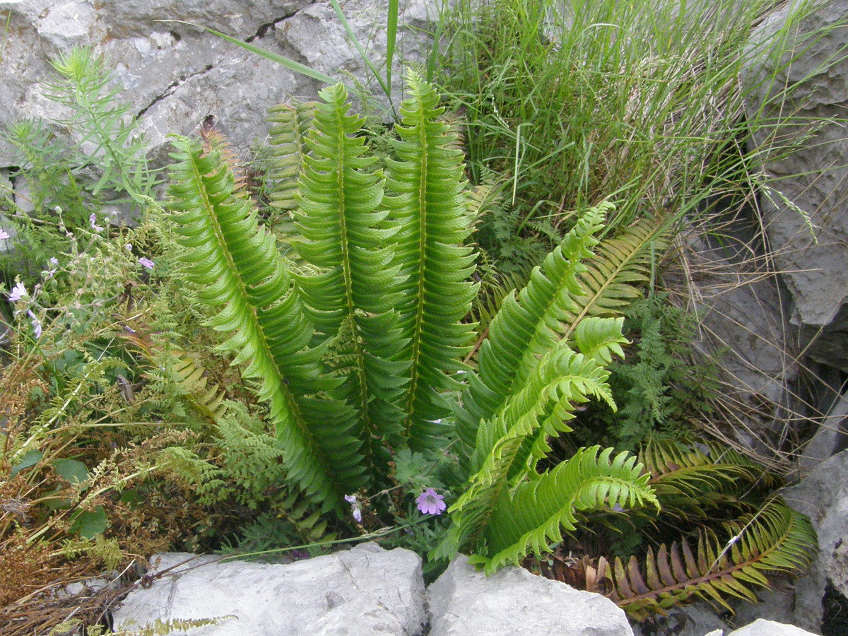 Изображение особи Polystichum lonchitis.